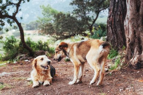 Dos Perros Peleando Entre Sí Cárpatos Ucrania Europa Foto Premium