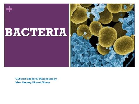 Ppt Bacteria Powerpoint Presentation Free Download Id