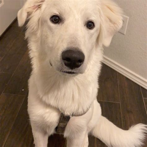 The great pyrenees is a capable and imposing guardian, devoted to its family. Adopt a Great Pyrenees puppy near Dallas, TX | Get Your Pet