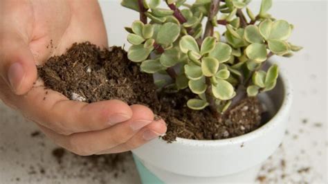 Spring Care Tips For Your Succulents Unusualseeds