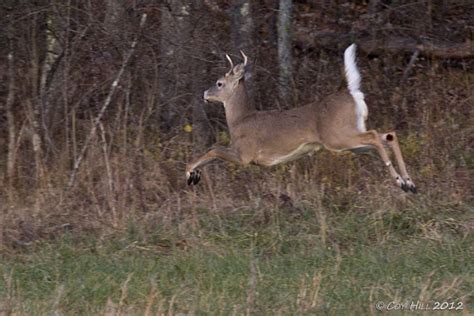 Country Captures Wim Whitetails In Motion