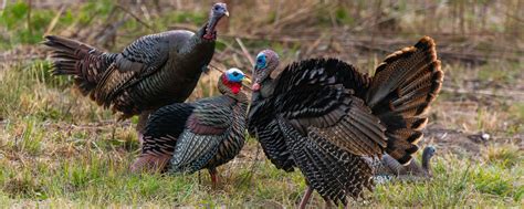 Turkey Hunting Guide Learn How To Hunt Turkey Sportsmans Warehouse