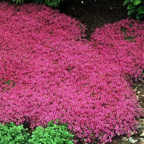 Coccineus Red Creeping Thyme Plant Addicts