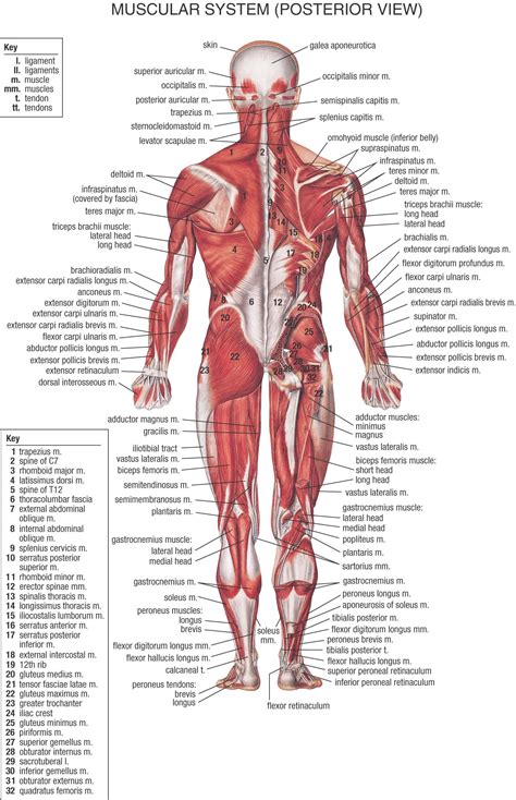 Musculature Anterior View Muscular System Anatomy Muscle Anatomy