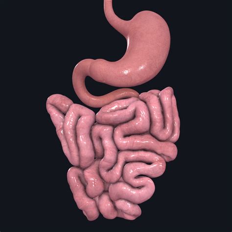 Inside A Human Intestine