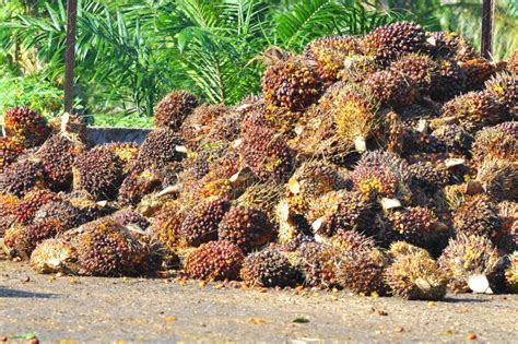 Harvested Palm Oil Fruit Bunch Stock Photo Image Of Fresh Yellow