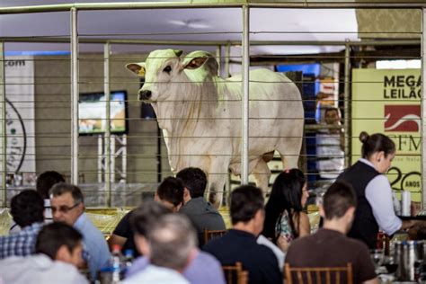 Pecuaristas Compraram Touros Nelore Cfm Pela Primeira Vez Em