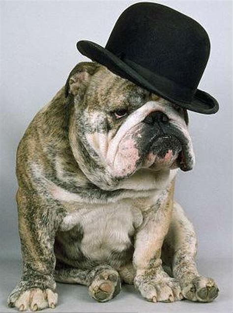11 Dogs In Hats Cuteness