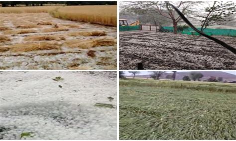 बेमौसम बारिश और ओलावृष्टि से 35 हजार हेक्टेयर फसलों को नुकसान बिजली