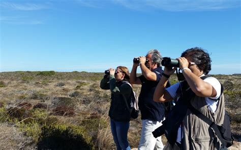 Vogelfans Treffen Sich An Der Algarve Zum Sagres Birdwatching Festival