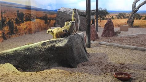 Saskatoon Zoos Meerkat Exhibit Opens Sunday Ctv News