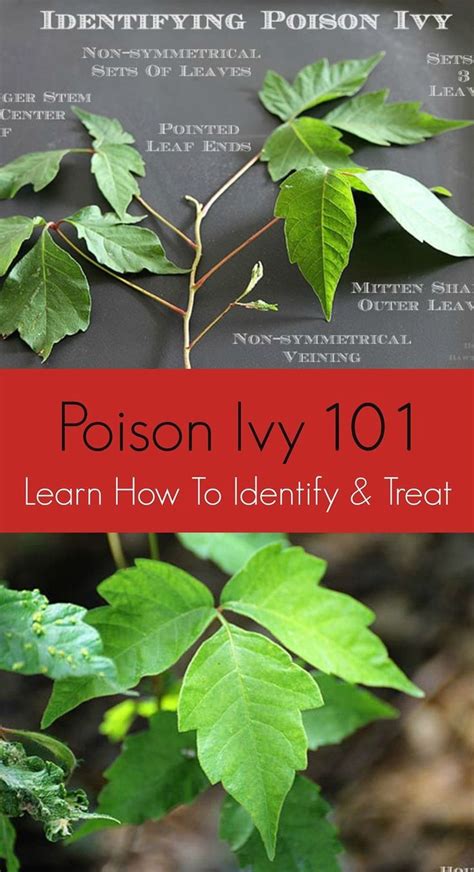 Poison Ivy Remedies And Identification Modern Design In 2020 Poison