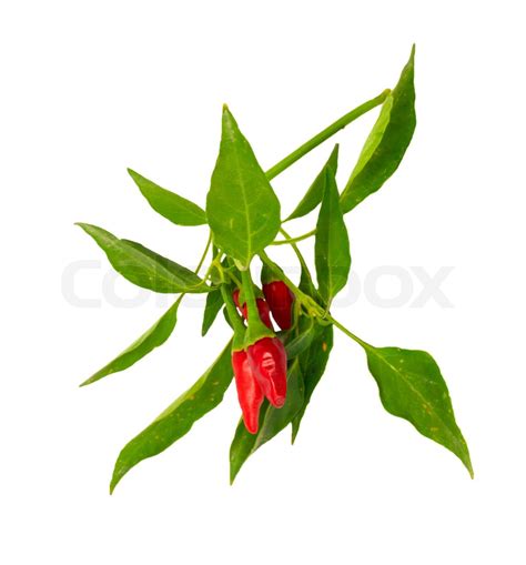 Little Red Hot Hawaiian Chile Peppers Stock Image Colourbox