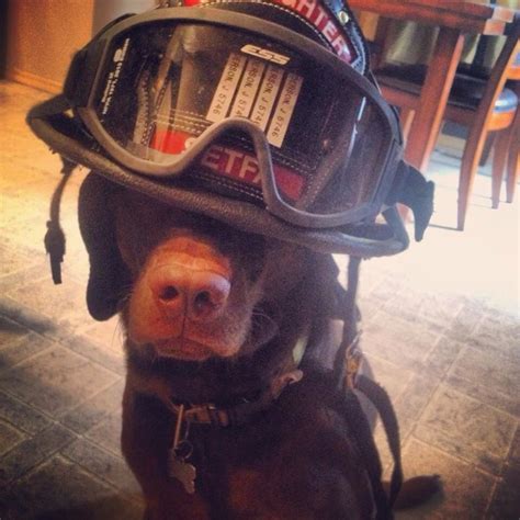 Fire Dog Style Shared By Lion Firefighter Firefighter Humor