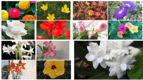 Top 19 Summer Flower Plant List Of Summer Flowerbest Summer Flower