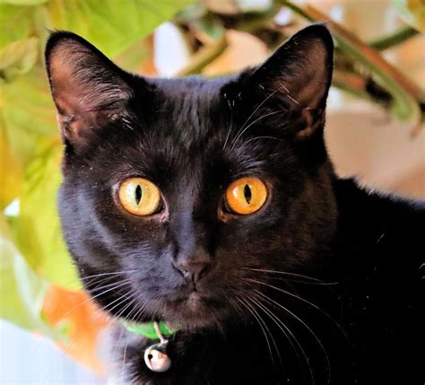 Top 99 Pictures What Breed Is A Black Cat With Yellow Eyes Full Hd 2k 4k