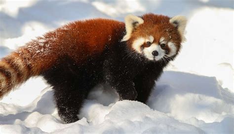 9 Things The Internet Didnt Teach You About Red Pandas The Dodo