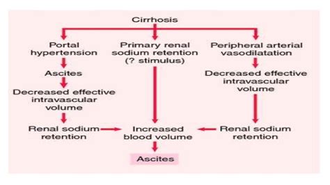 This blockage causes an increase in the pressure in the main vein (the portal vein) that delivers blood from the digestive organs to the liver. Pathophysiology of liver cirrhosis and alcholoic liver disease