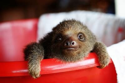 I can't take how cute this little guy is! Baby Sloths Just Like To Hang Around | Baby Animal Zoo