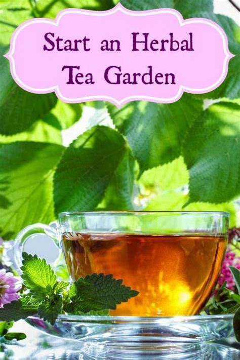 Planting An Herbal Tea Garden Herbal Tea Garden Herbalism