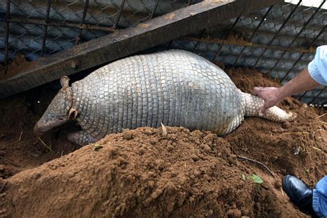 Three New Leprosy Cases In Florida May Have Been Caused By Armadillos