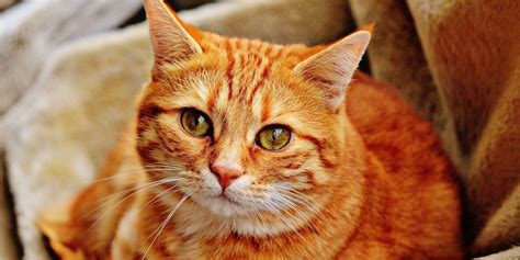 Popular Cat Series Domestic Shorthair Karingal Vet Hospital Pet Care