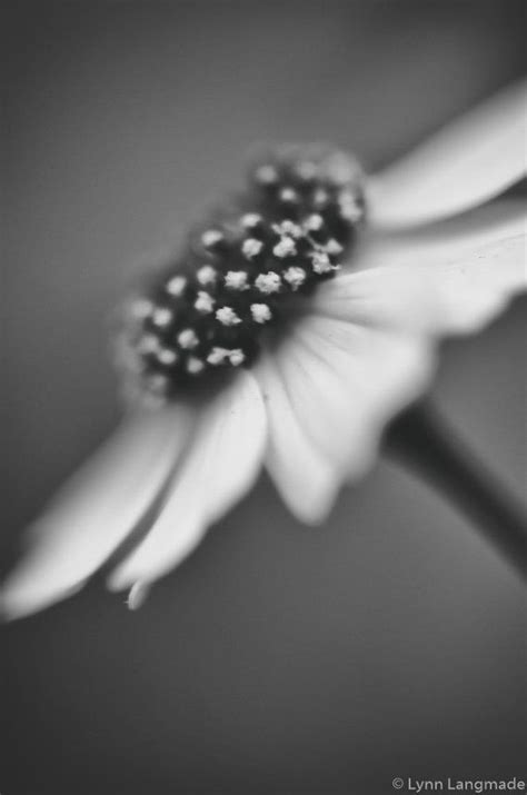 Flower Black And White Wildflowers Floral Art 8x10 Photo Dark Gray