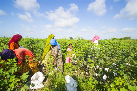 Genetically Modified Cotton How Has It Changed India