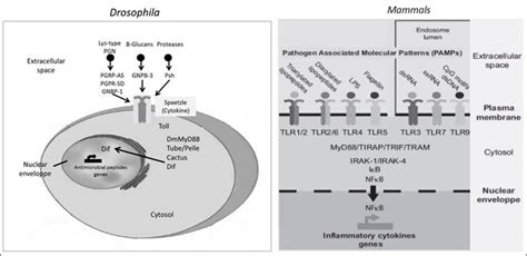 Schematic Representation Of Toll Tlr Pathways In Drosophila And Download Scientific Diagram