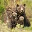 Brown Bear Family  Wild Animals Photography Photos