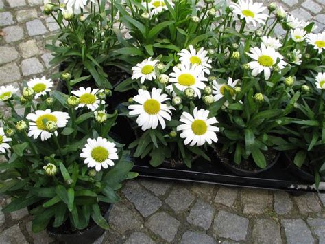 Leucanthemum Dwarf Snow Lady Zahradní Kopretina Nízká