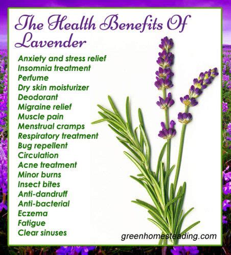 Lavender Plant Uses