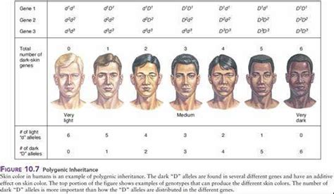 7 Showing The Polygenic Inheritance Of Skin Colour In Man Involving 3