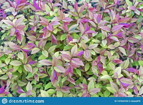 Shrub With Green And Purple Leaves Plants For Landscaping A Garden