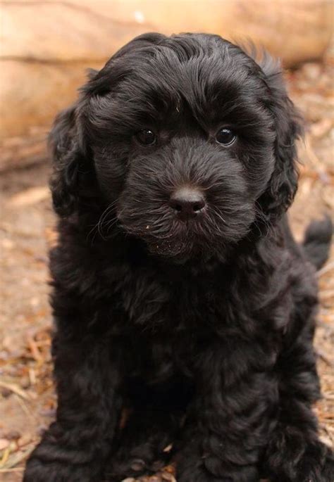 The puppy adoption process is to ensure the right puppy and right owners are paired. Relationship Adjourn | Labradoodle puppy, Black ...