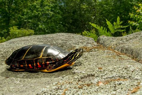 Baby Eastern Painted Turtle The Ultimate Guide
