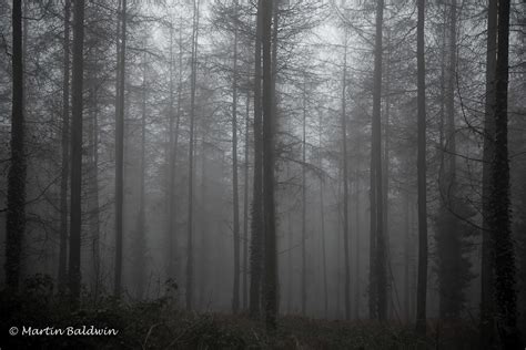 The Lonely Woods A Shot Taken In A Wood With Mist Hanging Flickr