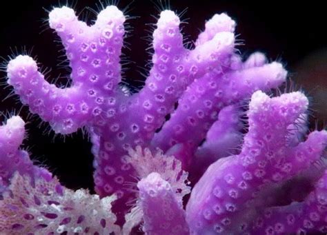 кораллы фотографии 10 тыс изображений найдено в ЯндексКартинках Coral