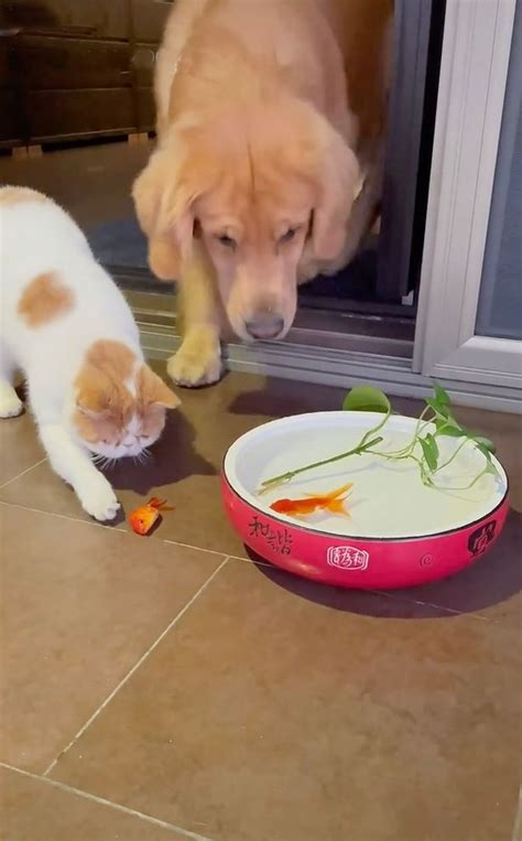 Golden Retriever Rescues His Favourite Pet Fish After Cat