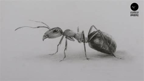 How To Draw Ant Pencil Sketch Ant Drawing Youtube