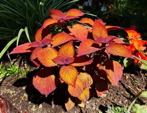 Coleus Growing Guide For Gloriously Colorful Borders Garden And Happy
