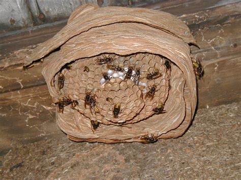 Filehornets Nest