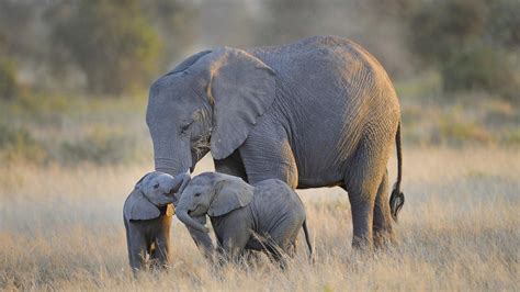 Elephant Desktop Wallpaper (77+ images)