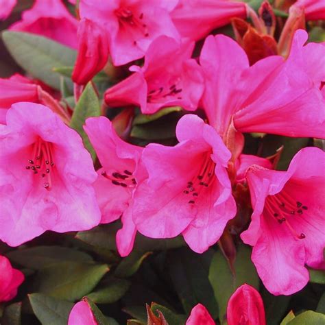 Buy Dwarf Rhododendron Rhododendron Winsome Group Winsome
