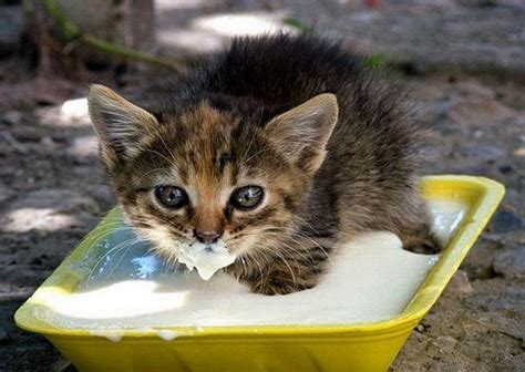 Check spelling or type a new query. A Gallery of Cats with Milk on Their Faces