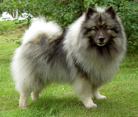 Keeshond Pictures Wallpapers9