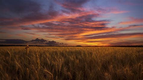 Sunset Over Wheat Field Wallpapers And Images Wallpapers Pictures