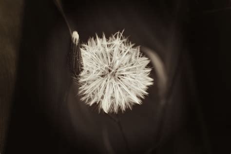 Gambar Alam Cabang Cahaya Hitam Dan Putih Menanam Dandelion