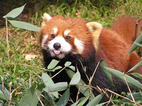 17 Reasons Red Pandas Are Earth Shatteringly Cute Weird Animals