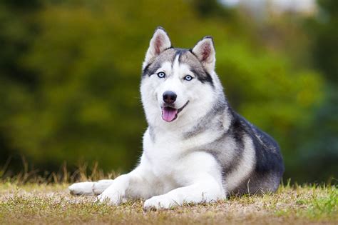 10 Beautiful Types Of Husky Breeds With Pictures Pet Keen